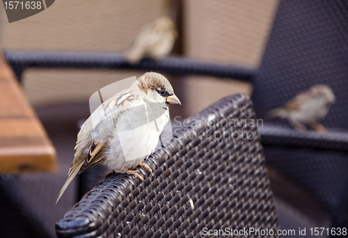 Image of Beautiful bird sparrow sits on outdoor cafe chair 