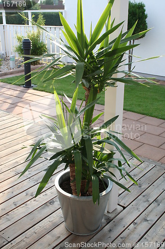 Image of Yucca-palm