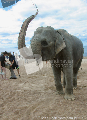 Image of The Bathing elephants 2