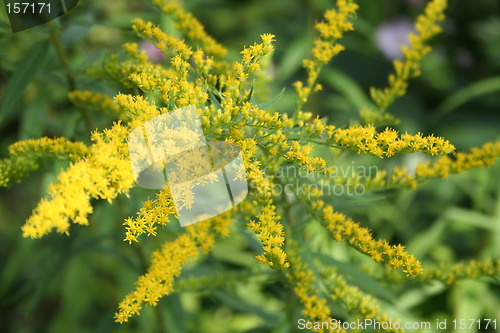 Image of Yellow wild flowers