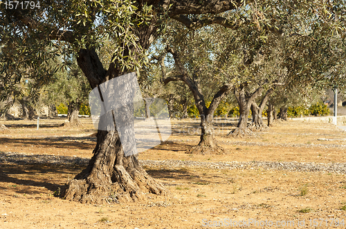 Image of Olive plantation