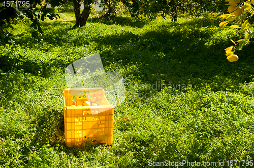 Image of Lemon harvest