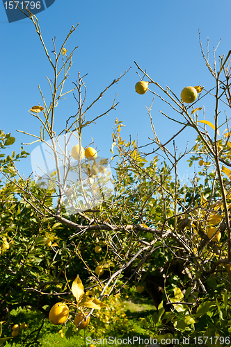 Image of Frost damage