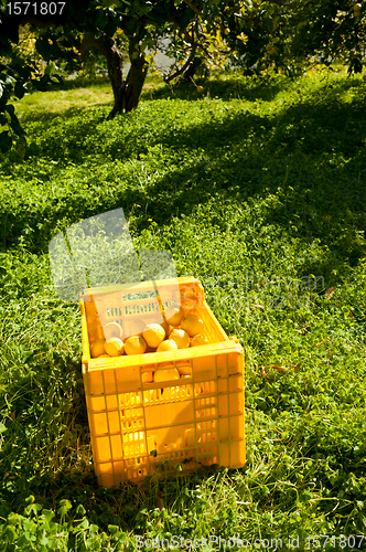 Image of Lemon plantation