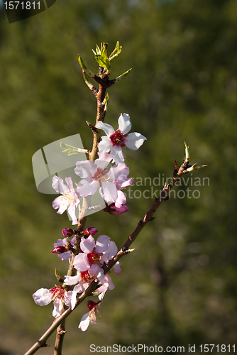 Image of Almond tree branch