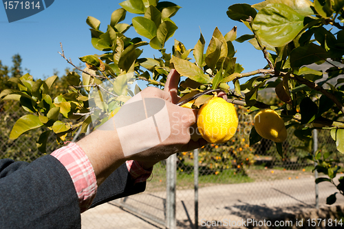 Image of Harvesting lemons