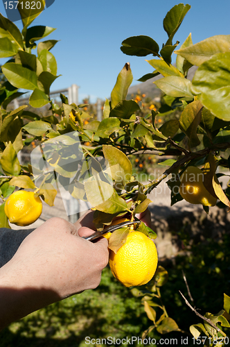 Image of Picking lemons