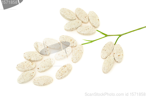 Image of Plant made up of pills – alternative medicine concept