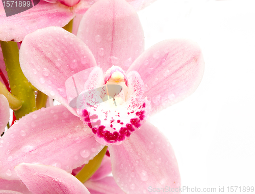 Image of Pink Orchid