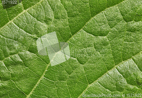 Image of Leaf of plant surface background
