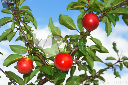 Image of Red plum fruits