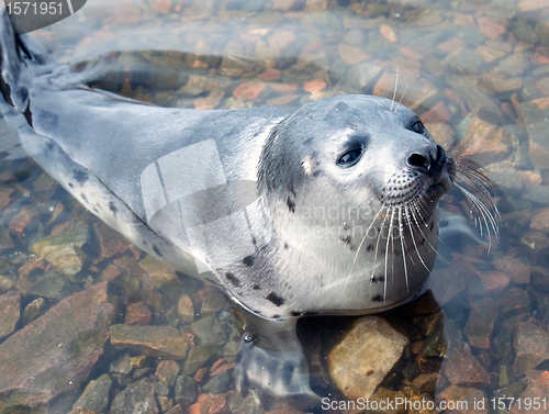 Image of Harp seal  (Pagophilus groenlandicus)
