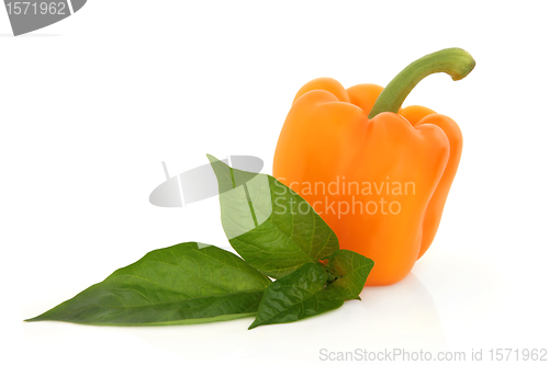 Image of Orange Pepper 