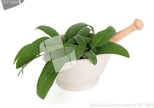 Image of Sage Herb  