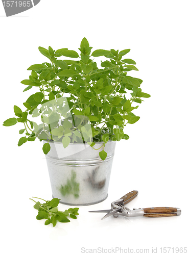 Image of Marjoram Herb Plant