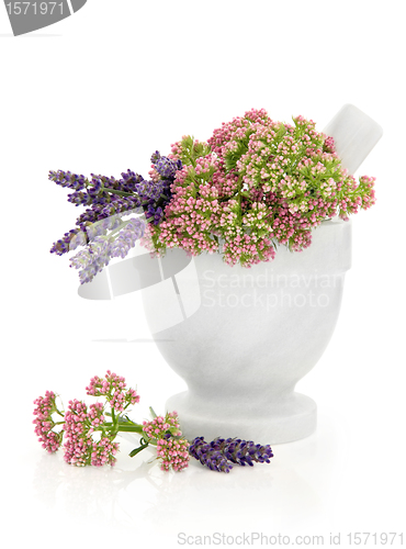 Image of Valerian and Lavender Herb Flowers