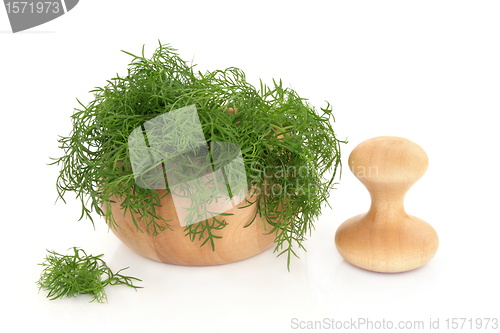 Image of Fennel Herb