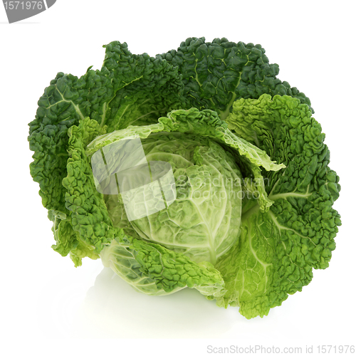 Image of Savoy Cabbage