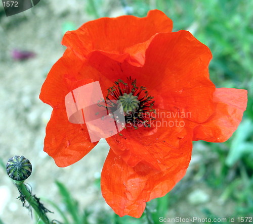 Image of Poppy it