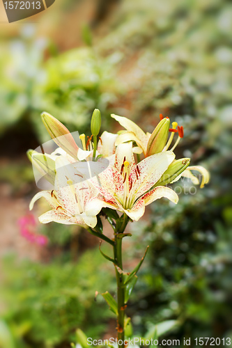 Image of yellow lily in bloom