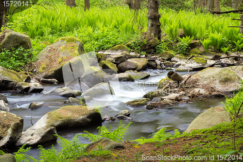 Image of small wild river in Bohemian forest 