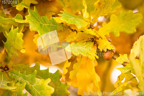 Image of autumn colors of oak leaves 