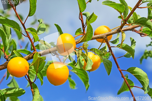 Image of Yellow plum fruits
