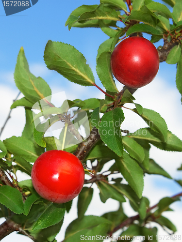 Image of Plum fruits