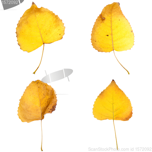 Image of Four fall leaves