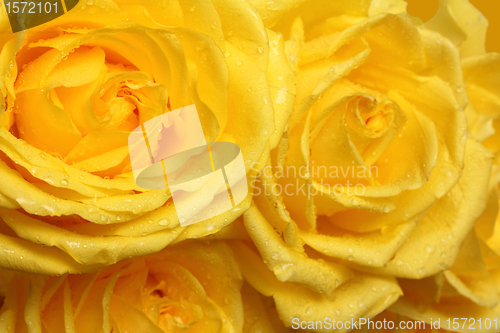 Image of yellow rose petals with drops close-up