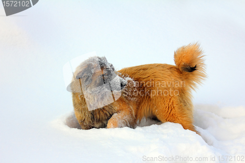 Image of Caucasian Shepherd dog in snow