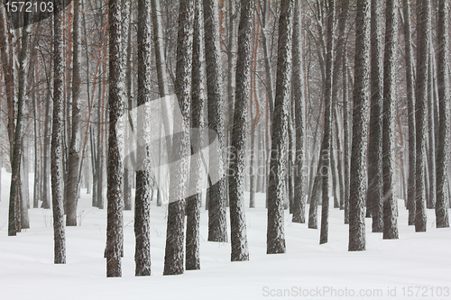 Image of snowfall in winter forest