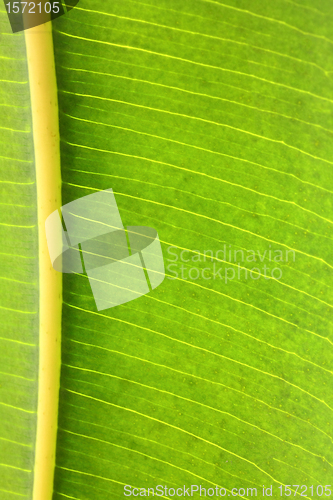 Image of rubber plant green leaf with veins macro