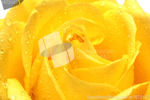 Image of yellow rose with drops close-up