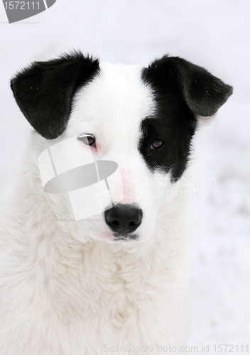 Image of white and black dog portrait