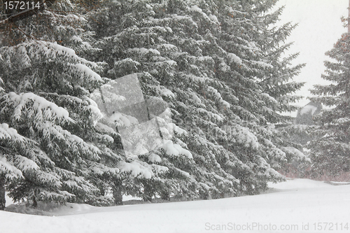 Image of firs and snofall