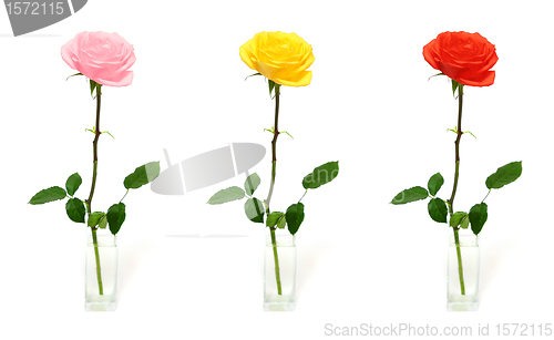 Image of single rose in vase - color options