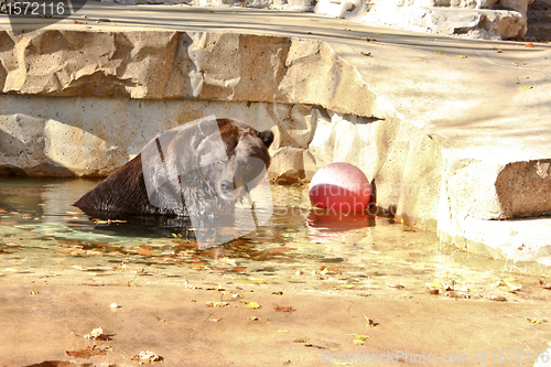 Image of Bear in a pool of water