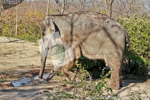 Image of Elephant drinking water