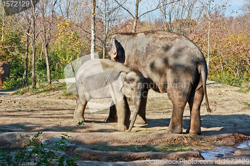 Image of Mother and child elephants