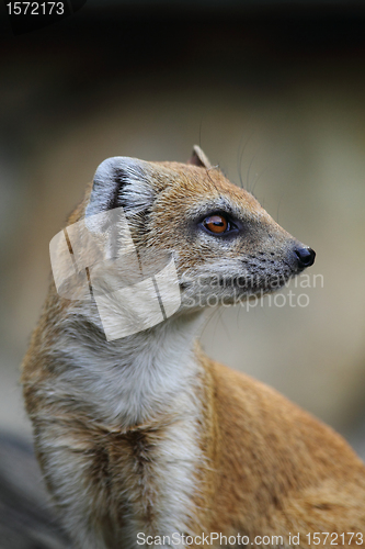 Image of head of weasel 