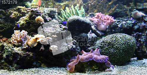 Image of aquarium background