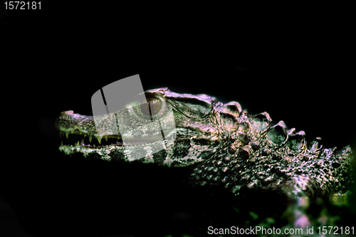 Image of small crocodile