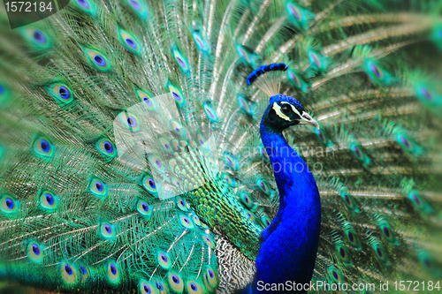 Image of very nice peacock 