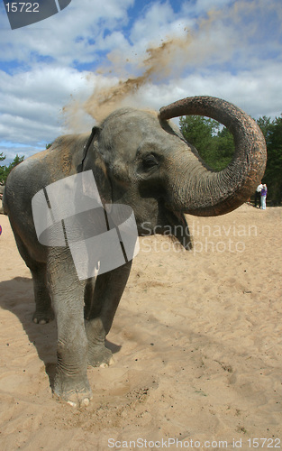 Image of The Bathing elephants 7