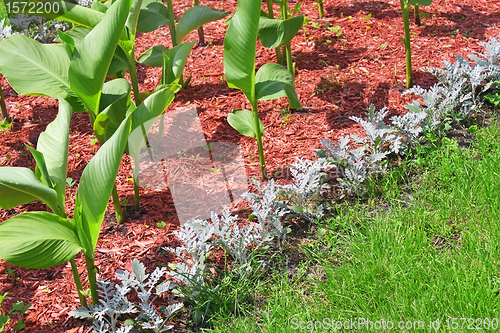 Image of Detail of flowerbeds