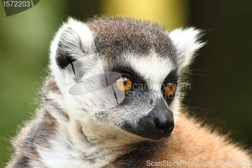 Image of head of lemur monkey 