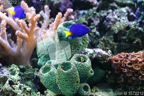 Image of aquarium background