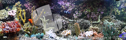 Image of aquarium background