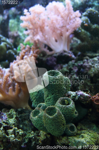 Image of aquarium background